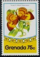 Rusty Nymula Butterfly (Nymula orestes)
