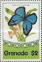 Cephus Blue Ringlet (Euptychia cephus)