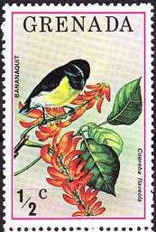 Bananaquit (Coereba flaveola)