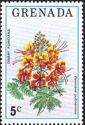 Dwarf Poinciana (Poinciana pulcherrima)