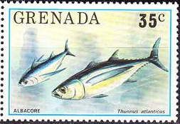 Blackfin Tuna (Thunnus atlanticus)