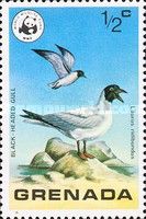 Black-headed Gull (Larus ridibundus)