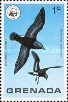Wilson's Petrel (Oceanites oceanicus)