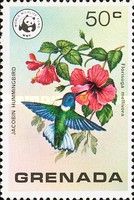 Jacobin Hummingbird (Florisuga mellivora), Hibiscus.
