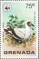 Blue-faced Booby (Sula dactylatra)