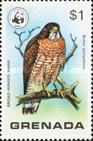 Broad-winged Hawk (Buteo platypterus)