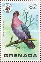 Ramier Pigeon (Columba squamosa)