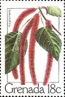 Chenille Plant (Acalypha hispida)