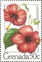 Red Hibiscus (Hibiscus rosa-sinensis)