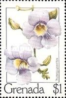 Skyflower (Thunbergia grandiflora)