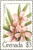 Rose Bay (Nerium oleander)