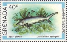 Reef Shark (Carcharhinus spingeri)