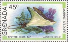 Spotted Eagle Ray (Aetobatus narinari)