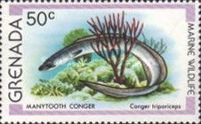 Manytooth Conger (Conger triporiceps)
