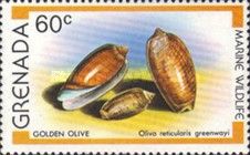 Caribbean Golden Olive (Oliva reticularis greenwayi)