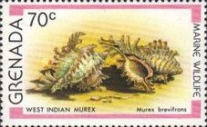 West Indian Murex (Murex brevifrons)