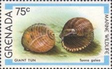 Giant Tun (Tonna galea)