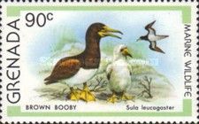 Brown Booby (Sula leucogaster)