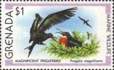Magnificent Frigatebird (Fregata magnificens)