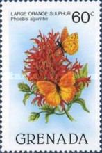 Large Orange Sulphur (Phoebis agarithe)