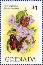 Scarlet Peacock (Anartia amathea)