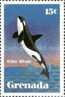 Killer Whale (Orcinus orca)