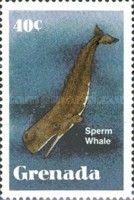 Sperm Whale (Physeter macrocephalus)