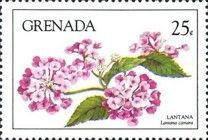 Lantana (Lantana camara)