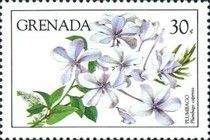 Plumbago (Plumbago capensis)