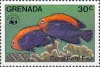 Flameback Angelfish (Centropyge aurantonotus)