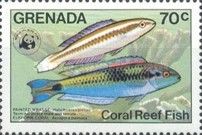 Painted Wrasse (Halichoeres pictus)