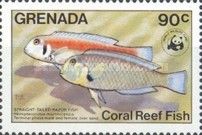 Straight-tailed Razorfish (Hemipteronotus martinicensis)