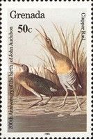 Clapper Rail (Rallus crepitans)