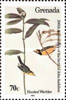 Hooded Warbler (Setophaga citrina)