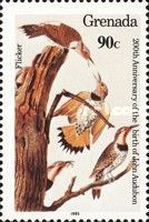 Northern Flicker (Colaptes auratus)