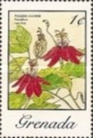Passion Flower (Passiflora coccinea)