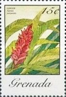 Alpinia Purpurata