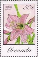 Amaryllis (Hippeastrum puniceum)