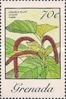 Chenille Plant (Acalypha hispida)