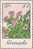 Periwinkle (Catharanthus roseus)