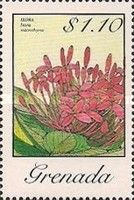 Ixora (Ixora macrothyrsa)