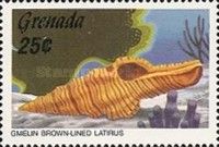 Brown-lined Latirus (Latirus infundibulum)