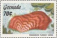 Turkey Wing Ark Clam (Arca zebra)