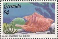 Rooster-tail Conch (Strombus gallus)