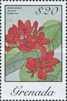 Perigrina (Jatropha integerrima)