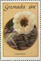Lentinus Bertieri
