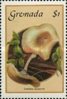 Lentinus Retinervis