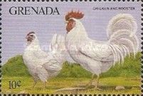 Chicken, Rooster (Gallus gallus domesticus)