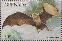 Fish Eating Myotis (Myotis vivesi)