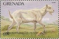 Goat (Capra hircus)